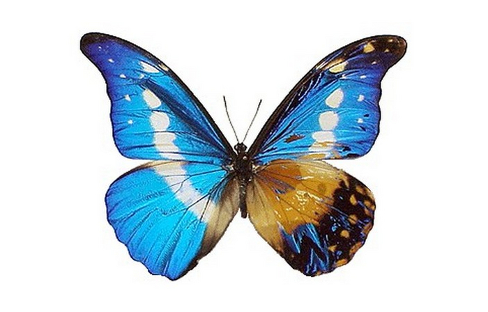 Пацаны, да я свой! А на крыле у меня просто засвет!