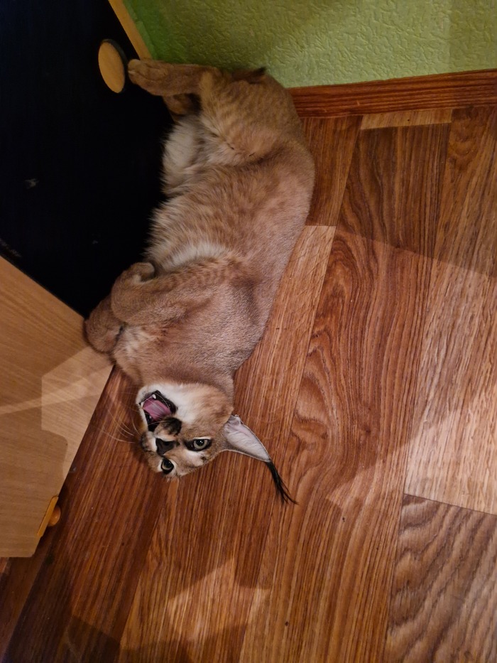 Поиграй со мною