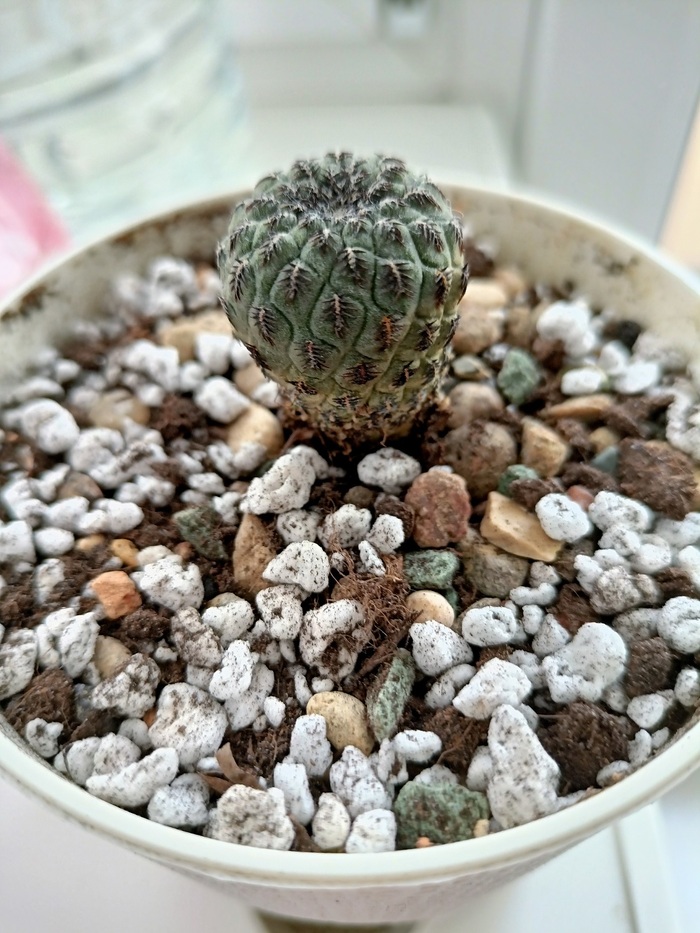 Sulcorebutia Rauschii