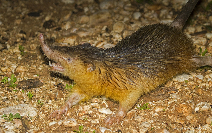 Чтобы найти добычу, щелезуб использует не только нюх, но и что-то похожее на эхолокацию. Это помогает зверьку ориентироваться в кромешной темноте.
