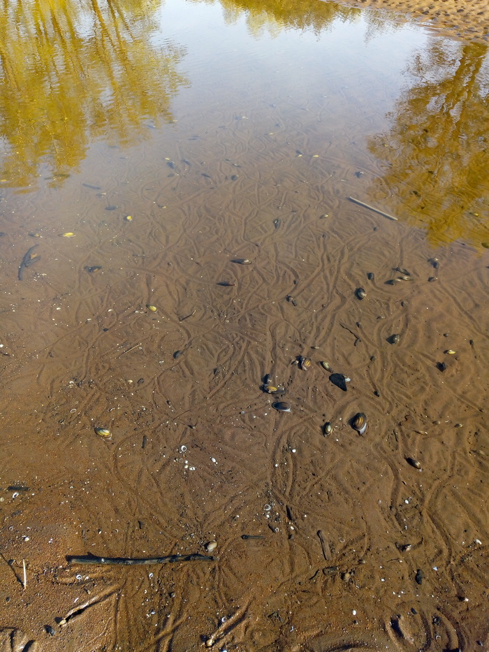 А вот так перловицы тоже хотят жить.