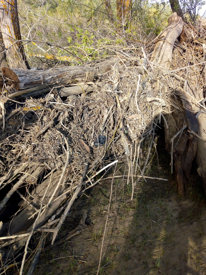 Ну и гадюка.