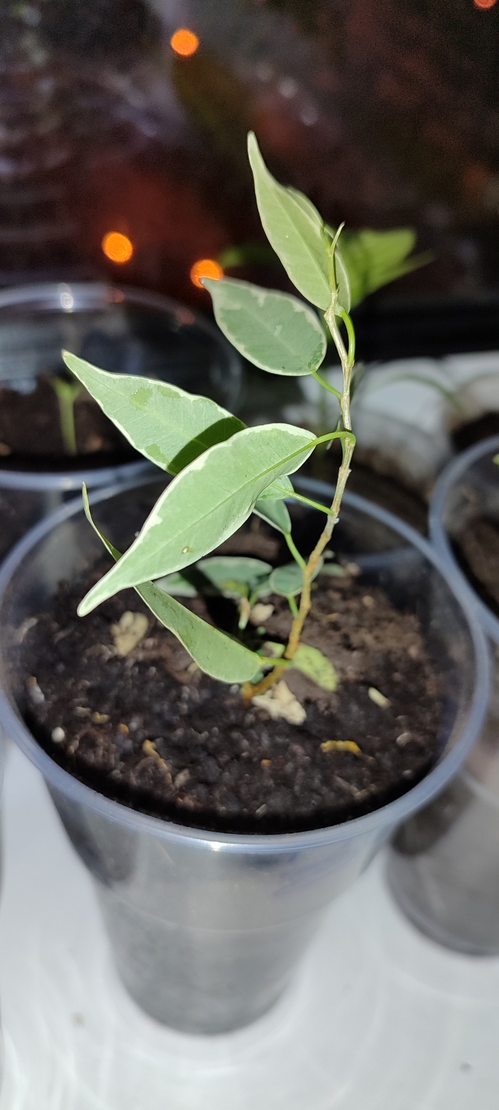 Не удержалась я, срезала веточку)