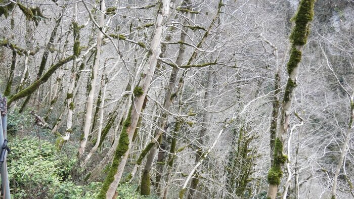 Тисо-самшитовая роща в Хосте после "работы" огневки © <!--noindex--><a href="https://pikabu.ru/story/kak_zhadnost_unichtozhila_neskolko_pamyatnikov_prirodyi_11357913?u=https%3A%2F%2Fdzen.ru%2Fa%2FXhX59T9UhwCtY-er&t=https%3A%2F%2Fdzen.ru%2Fa%2FXhX59T9UhwCtY-er&h=65c6f34064cb281b0947f6c12bf3ccb2afe6c54e" title="https://dzen.ru/a/XhX59T9UhwCtY-er" target="_blank" rel="nofollow noopener">https://dzen.ru/a/XhX59T9UhwCtY-er</a><!--/noindex-->