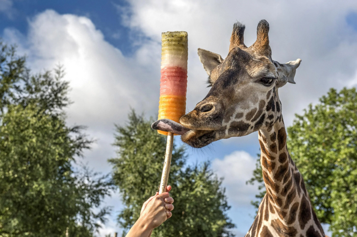 — Если шкура жирафа работает как радиатор холодильника, значит ли это, что в нём можно хранить мороженку? — Хранить можно, достать нельзя.