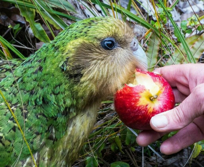 Ещё одно приобретение для ориентации по ночным джунглям — усы! У клюва какапо растут особо чувствительные пёрышки, которые по функции, скорее всего, сходны с вибриссами у млекопитающих.