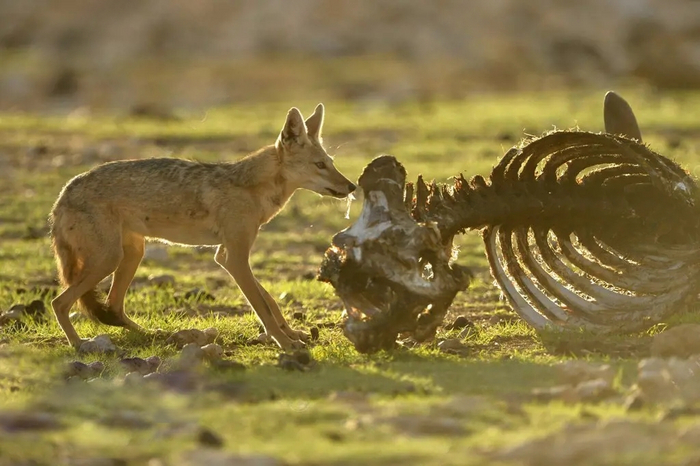 Та самая косточка, которую батя обгладывает со всех сторон уже сотый раз.