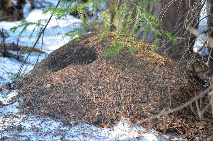 Вот такой муравейник имеет приличные шансы не дожить до весны. Его теплоизоляция нарушена!