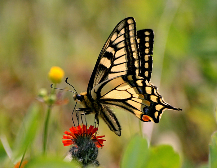Трудно представить, что вот эта милашка более живуча, чем тот огромный овцебык.