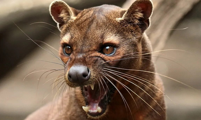 Опять Ленка опаздывает...