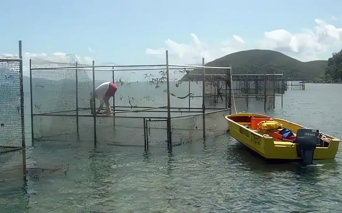 Клетки были сильно выше уровня воды, чтобы избежать случайного запрыгивания рыб.