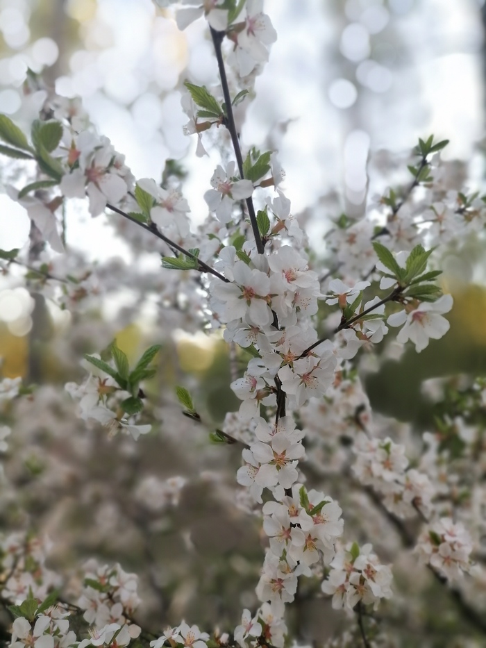 ����� ���������