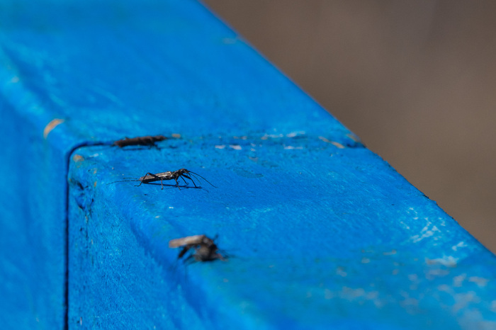 И те самые сикарахи