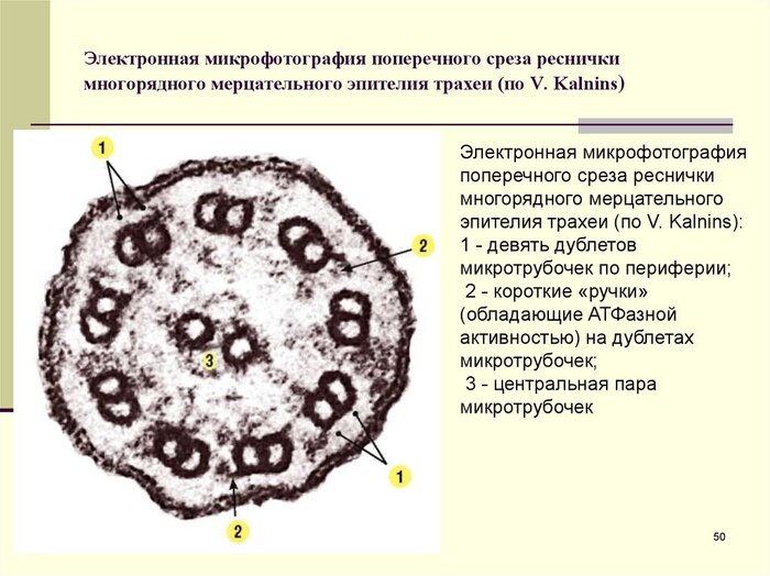 Строение ресничек мерцательного эпителия трахеи человека.