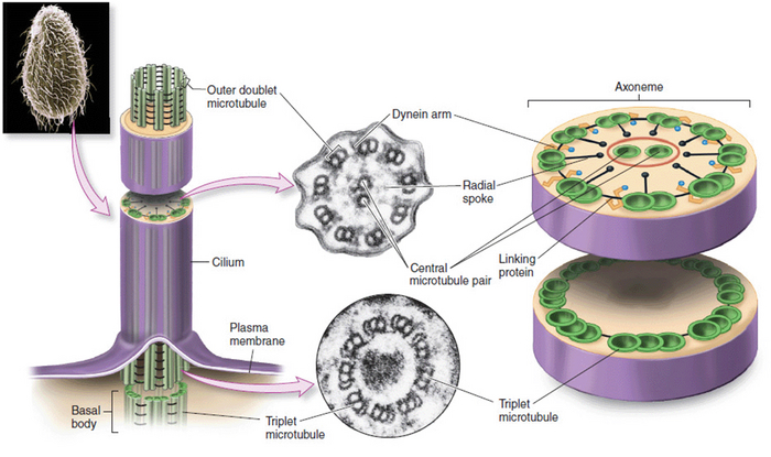 Строение ресничек инфузории.
