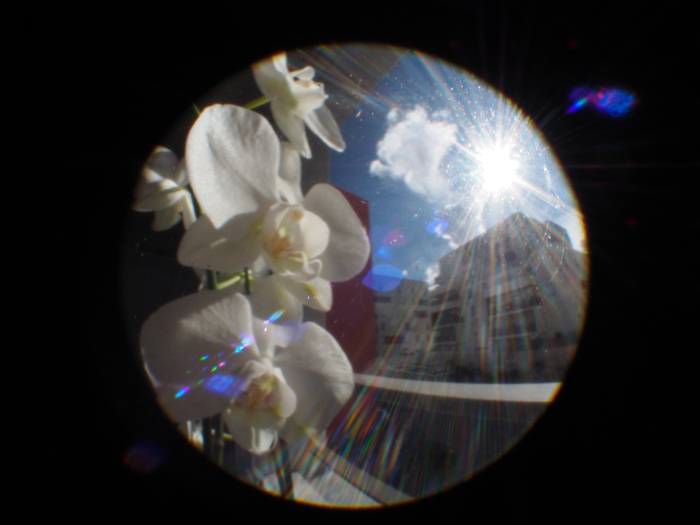 Olympus E-PL8+Cosmicar 4.8mm 1:1.8