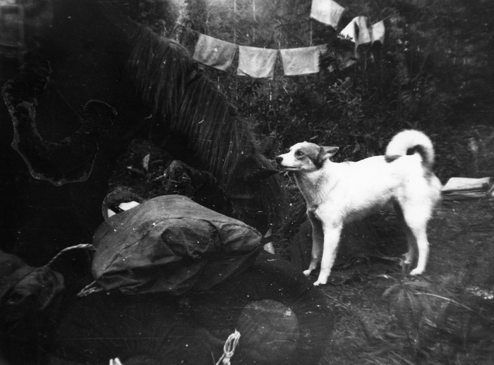 Белка с Лаской - не разлей вода. На заднем плане пробные мешки сохнут, а на переднем - геологические спальники.