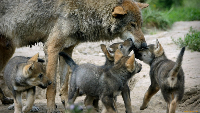  ,    ,     ,  ?   , ,    .