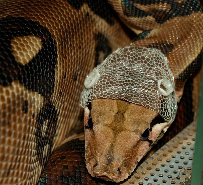 Обратите внимание на кожу змеи. Её старая чешуя скидывается вместе с очками для глаз.