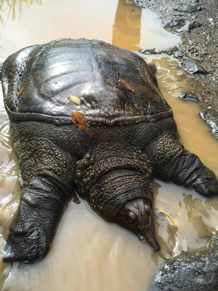 Кажется, кто-то вырос из своего панциря.