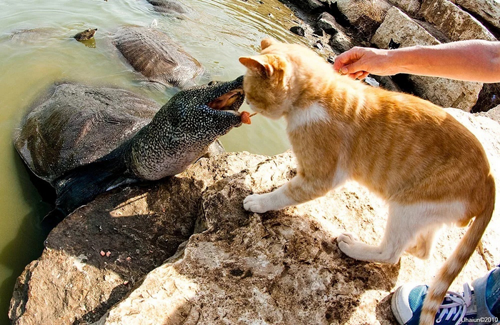 Я не волчок, но кусь сделаю!