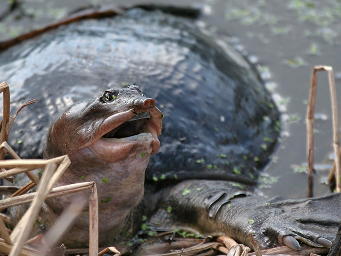 Кстати, если вас вдруг укусит трионикс, не спешите махать укушенной конечностью — зверя так не сбросить. Опустите черепаху в воду и разожмите ей челюсти металлическим стеком.