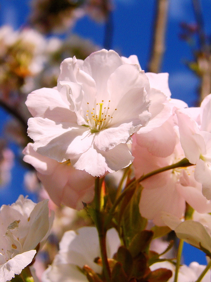 А ещё у неё есть интересная особенность: пока цветок не опылён, он имеет нежно-розовый цвет, но когда пчела или шмель его опылили - становится белым...
