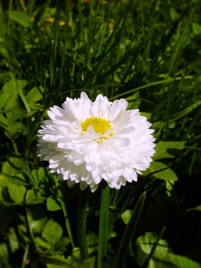 Маргаритки удивительно живучие растеньица - эту я уже один раз подкосил и один раз вытоптал, а ей хоть бы что!