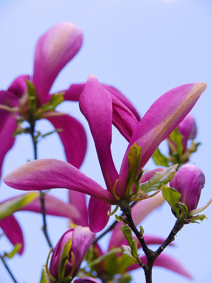 Поздняя магнолия...