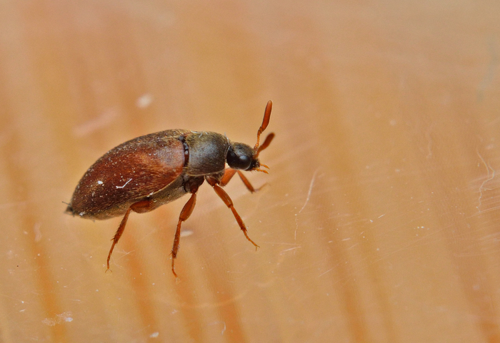 Видели такого жучка у себя дома? Поздравляю, у вас завелись кожееды.