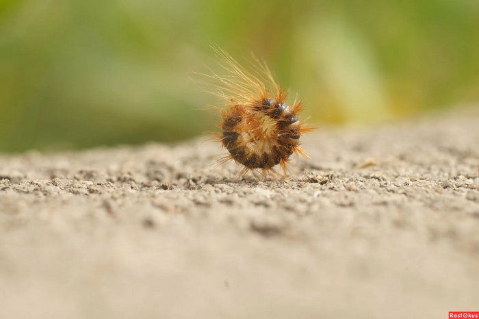 Личинки кожеедов покрыты длинными волосками – дешёвой, но эффективной защитой от мелких (по меркам кожеедов) хищников.