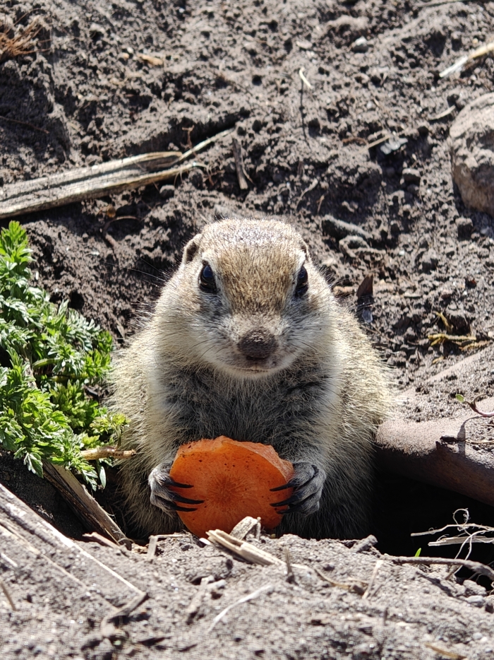 Суслик размышляет о вечном пред приемом пищи