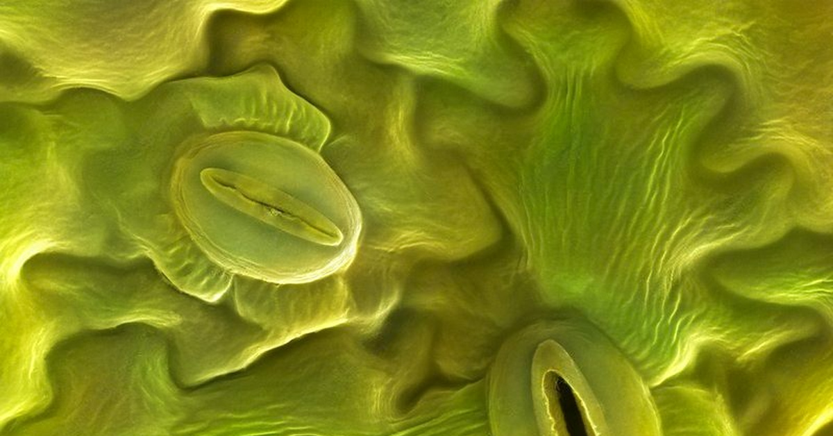 Газообмен у растений | Пикабу