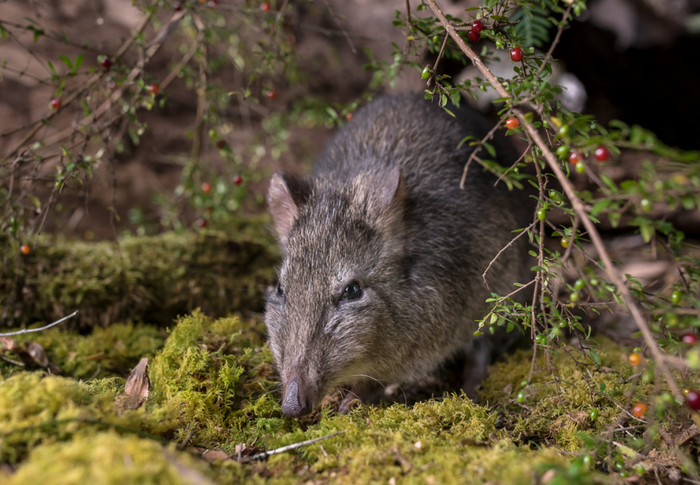Ищу тот самый легендарный грибок с красной шляпкой и белыми точками.