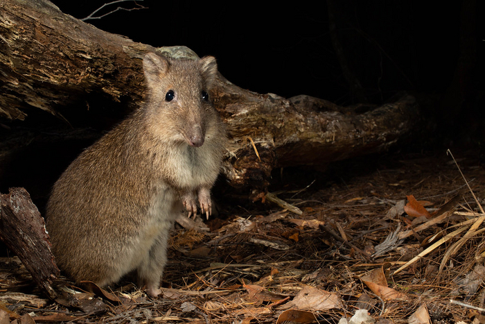 За «добычей» зверьки выходят только ночью, чтобы не стать обедом для настоящих охотников.