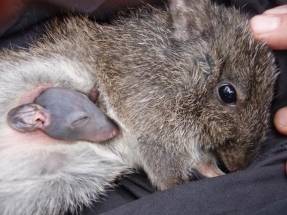 Одна голова — хорошо. А две — лучше!