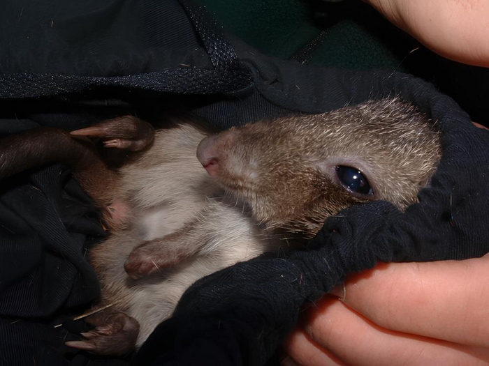 Ого, какая удобная и тёплая сумка! Мне бы такую!