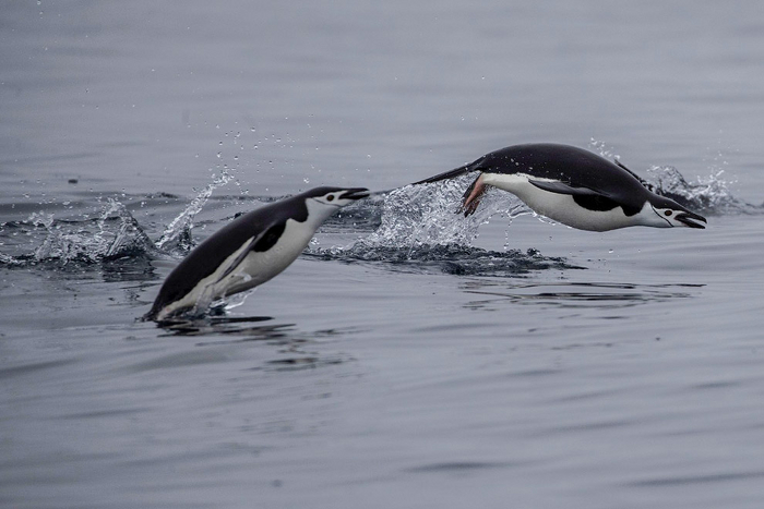 Не обращай внимания, мы просто дельфинимся.