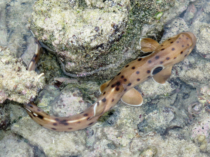 Никто меня на берег не выкинул. Я сам сюда приплыл отдохнуть.