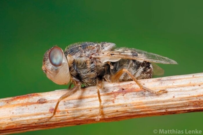   -    .  Matthias Lenke (<!--noindex--><a href="https://pikabu.ru/story/ovod_nasekomoe_kotoroe_ne_kusaetsya_no_mozhet_sdelat_bolnee_11375846?u=http%3A%2F%2Fflicrk.com&t=flicrk.com&h=0fd94c2b31b182d3eb0d37cbbaa6c4c0b60617a4" title="http://flicrk.com" target="_blank" rel="nofollow noopener">flicrk.com</a><!--/noindex-->)