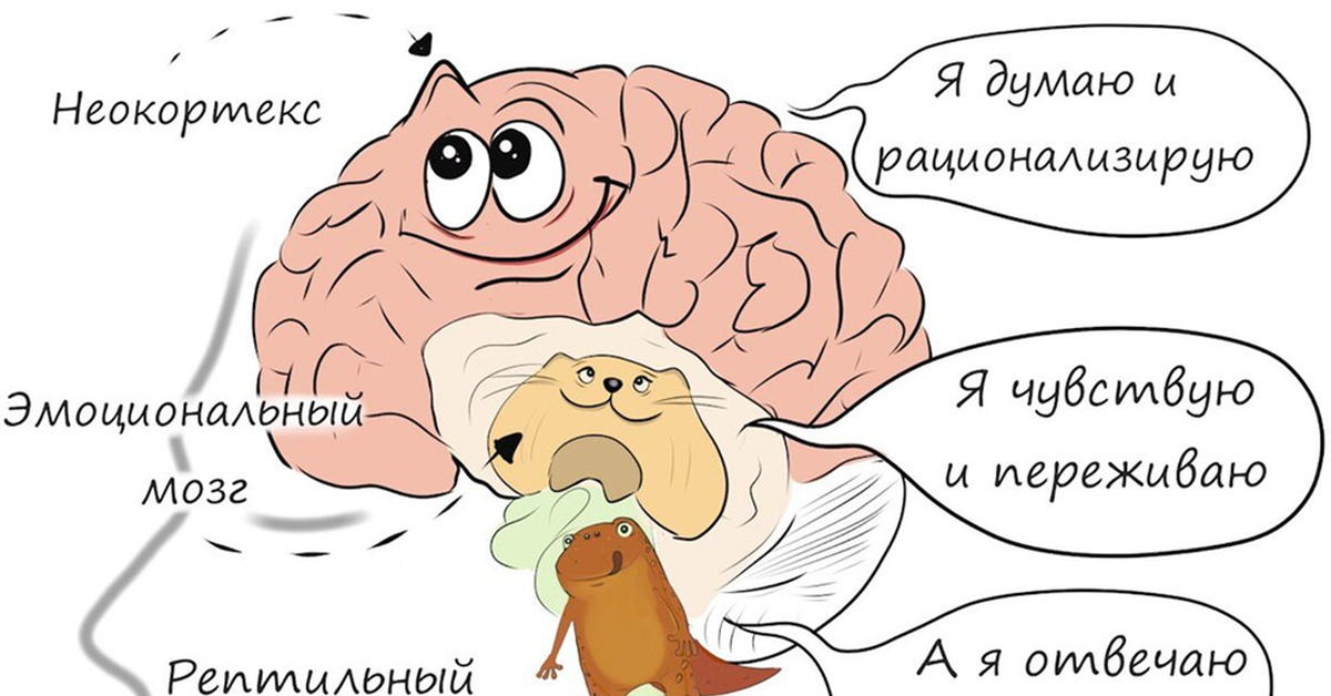 Мы это наш мозг от. Триединая модель мозга Маклина. Теория Маклина о триедином мозге. Теория пола Маклина три мозга. Мозг и эмоции.