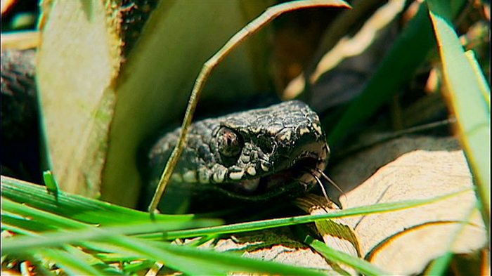 Опять план по захвату рептилоидами Земли не состоялся. Ничего, мы подождём...