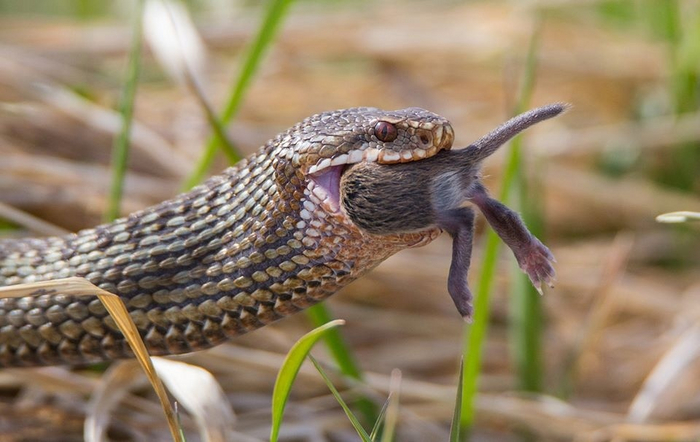 Когда сумел захапать свежего мясца по акции.