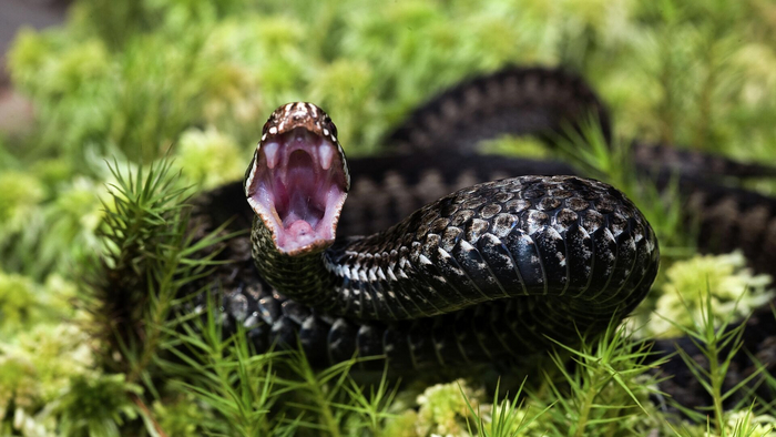 Привет, я заклинатель человеков. И я приказываю тебе: уходи!