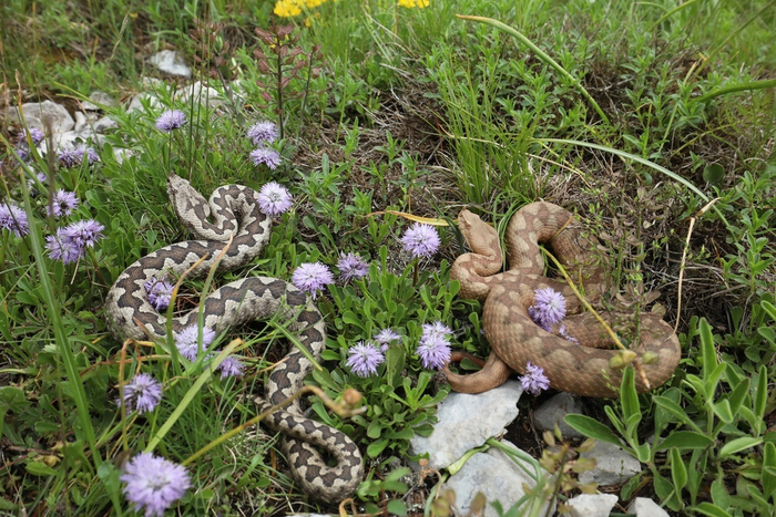 Для людей рептилии в это время не становятся агрессивнее. Но человеку всё равно нужно быть осторожнее: змеям сносит голову от любви и в какой-то степени они теряют бдительность. Сами могут ненароком выползти к человеку.