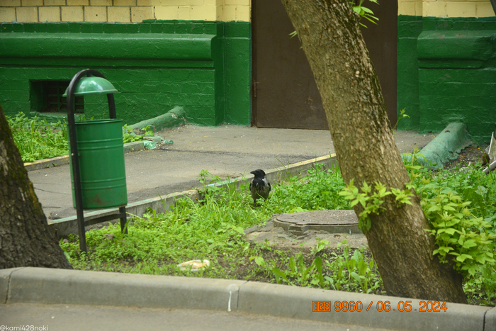 ...видя этого делового ворона, которого я отвлёк от потребления чего-то вкусного в пакетике...