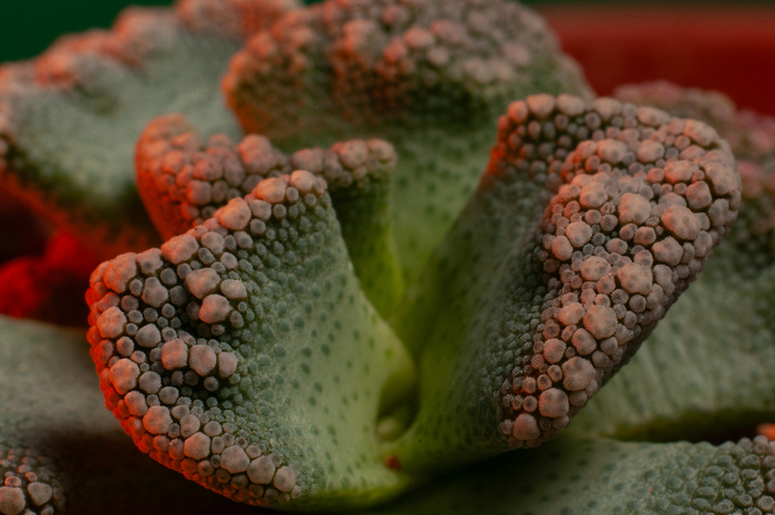 Титанопсис