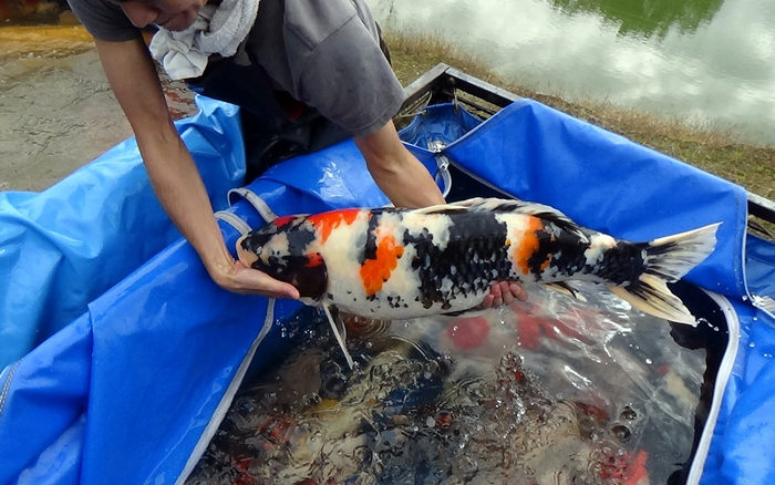 Вот она — рыба моей мечты, вот она, вот она! Кои! Ребята, кои здоровенный!