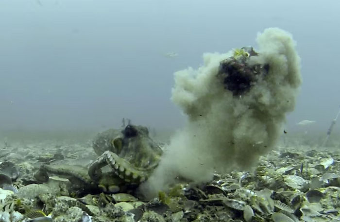 Удар ракушкой по башке не больный. Скорее, обидный.