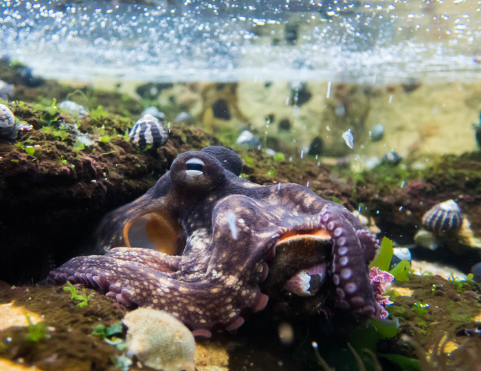 Быть матерью сложно, даже если ты моллюск!